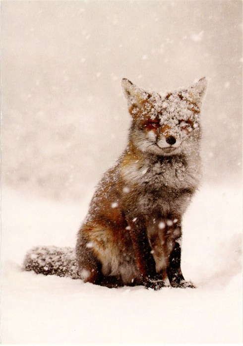 fox_in_the_snow001