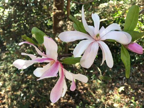 magnolia